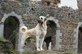KANGAL 181